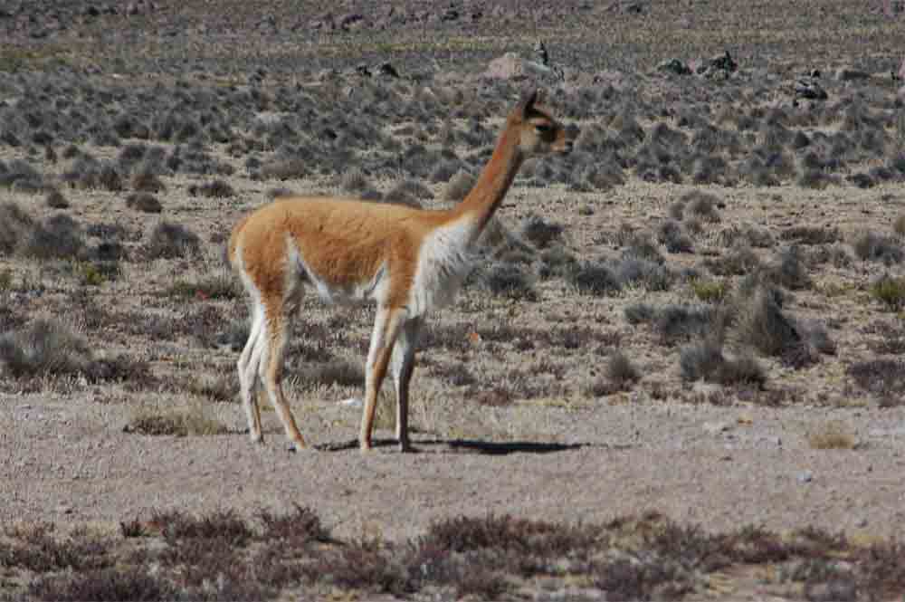Vicuña - reserva natural de Salinas y Aguada Blanca - Perú 1.jpg